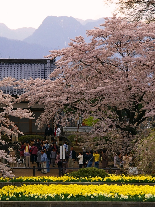 実相寺の桜.JPG