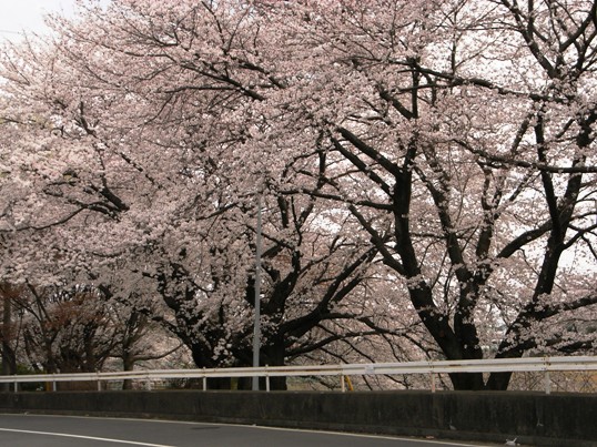 我家の近く桜.JPG