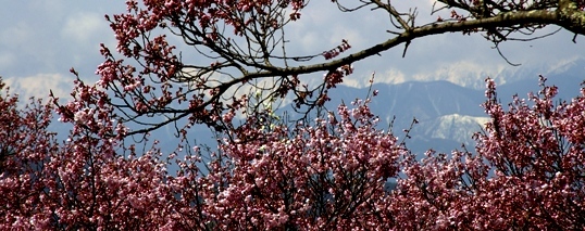 0804高遠の桜.JPG